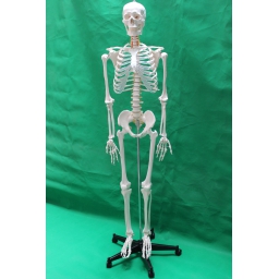 成人男女骨骼（无脊神经和颈动脉）