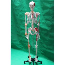 成人骨骼附肌肉起止点和韧带