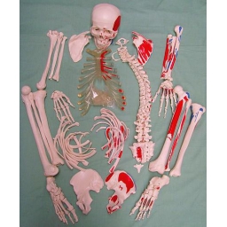 人体骨骼散骨模型（附肌肉起止点散骨）