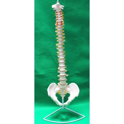 自然大脊椎带枕骨和骨盆附血管、和神经模型