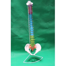 彩色脊椎带枕骨和骨盆附血管、和神经模型