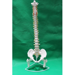 自然大枕骨、血管、脊椎、骨盆带股骨和脊神经模型