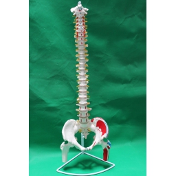 附肌肉起止点自然大枕骨、血管、脊椎、骨盆带股骨和脊神经模型