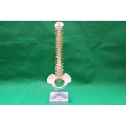 带神经、椎间盘和骨盆的85CM骨骼脊椎（立式）