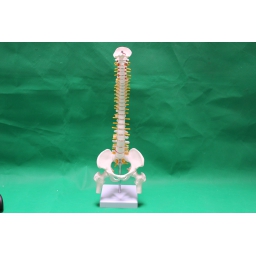带神经、椎间盘和骨盆股骨的85CM骨骼脊椎（立式）