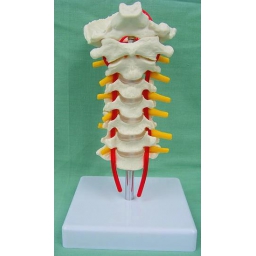 7节颈椎带枕骨模型