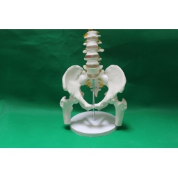 5节腰椎带骨盆和断腿骨附神经
