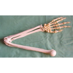 手骨、尺骨、桡骨、肱骨模型