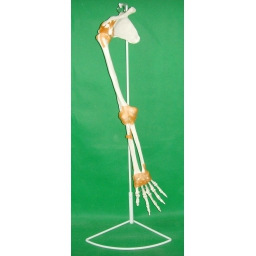 手骨、尺骨、桡骨、肱骨附肩胛骨、锁骨附韧带模型（带支架）