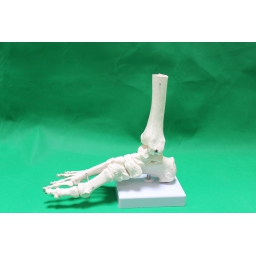 脚骨关节模型