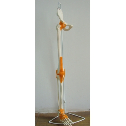 脚、胫腓骨、股骨附髋骨带韧带模型（挂式支架）