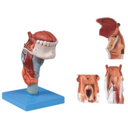 喉连舌、牙模型