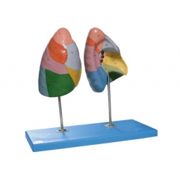 肺段模型