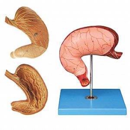 胃及剖面模型