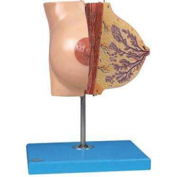 静止期女性乳房模型