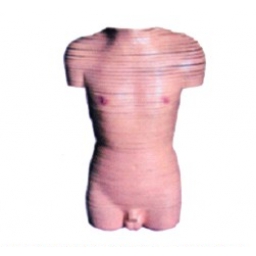 男性躯干断层解剖横切面模型
