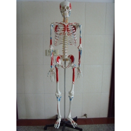 成人骨骼全身附肌肉起止点