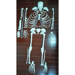人体骨骼散骨模型（游离骨）