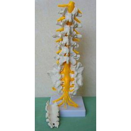 5节腰椎、骶骨打开附神经（Ⅱ）