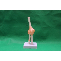 肘关节带韧带模型