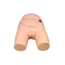 高级女性导尿模型